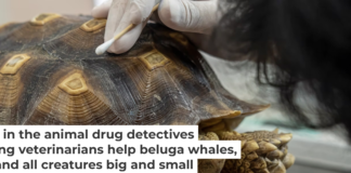 How do you measure the concentration of a drug in a tortoise shell? Thirawatana Phaisalratana/iStock via Getty Images Plus